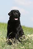 LABRADOR 382